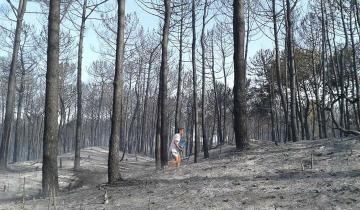 Imagen de Llevará más de 30 años recuperar el bosque incendiado en Valeria