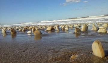 Imagen de Con la partida de los turistas, las almejas invaden las playas de La Costa