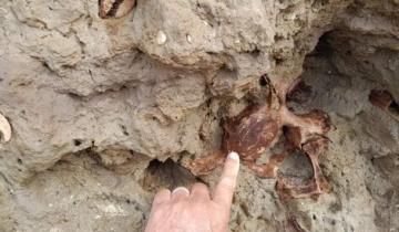 Imagen de Mar Chiquita: encuentran los restos fósiles de un megaterio
