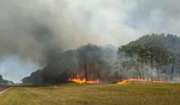 Imagen de Pinamar: voraz incendio en los pinares de la zona de La Herradura sobre la ruta 11