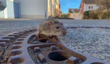 Imagen de Una rata quedó atrapada en una alcantarilla y la rescataron