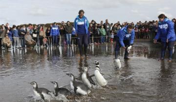 Imagen de Mirá el emocionante video cuando liberan a siete pingüinos en San Clemente