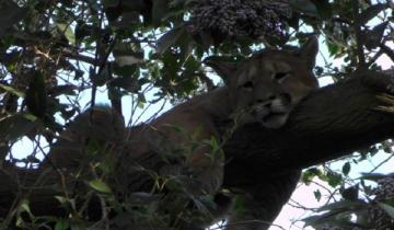 Imagen de Gran operativo en Maipú ¡para bajar a un puma de un árbol!