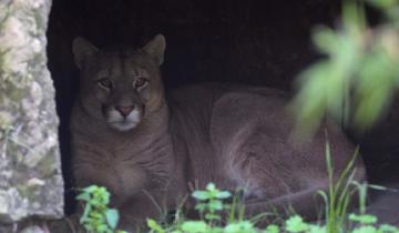 Imagen de Mirá cómo liberaron en una reserva natural al puma rescatado en Maipú