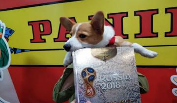 Imagen de Estaba completando el álbum del Mundial ¡y se lo comió su perro!