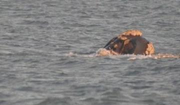 Imagen de Avistaje de una ballena frente a la costa de Mar Azul