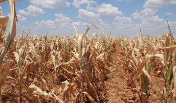 Imagen de Sequía: anuncian que el BID brindará asistencia financiera a los productores afectados