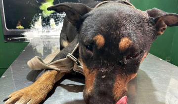 Imagen de Miramar: proteccionistas de animales denunciaron que balearon a tres perros de un refugio