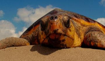 Imagen de San Clemente del Tuyú: reinsertaron dos tortugas marinas que habían sido encontradas en redes de pesca