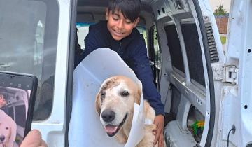 Imagen de Miramar: un perro evitó que le robaran el celular a su dueño de 11 años y fue apuñalado por el ladrón