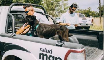 Imagen de Rescatan dos perros desnutridos y maltratados de una casa de El Casal