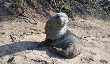 Imagen de Apareció un lobito marino antártico en las playas de Santa Teresita