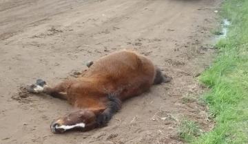 Imagen de General Lavalle: una mujer denunció que un vecino mató de un disparo al caballo de su hijo frente al chico