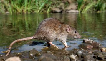 Imagen de Dolores: las autoridades sanitarias confirmaron un caso de leptospirosis