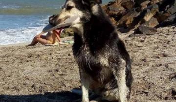 Imagen de Dolor en Santa Clara: murió "Roba Ojotas", el perro estrella del verano