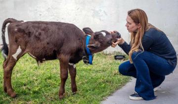 Imagen de Mar del Plata: pagó $ 80.000 para salvar a un ternero que se vendía para comer en Navidad