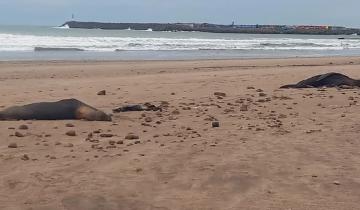 Imagen de Influenza aviar: confirman los casos de lobos marinos muertos en Necochea y analizan muestras de otros que aparecieron en Mar del Plata