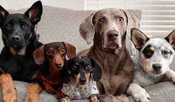 Imagen de ¿Por qué se celebra hoy el día mundial del perro ?