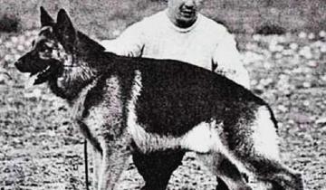 Imagen de La historia de Chonino, el ovejero héroe por el que hoy se festeja el Día del Perro en Argentina