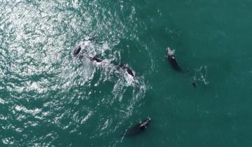 Imagen de Las ballenas brindan un espectáculo en la costa de Mar del Plata