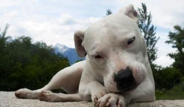 Imagen de Santa Teresita: un Dogo Argentino atacó y mató a su dueña dentro de su casa
