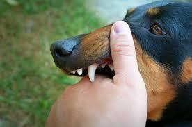 Imagen de Ataque brutal en Madariaga: un perro ingresó a una casa, mordió a una mujer y le amputaron un dedo
