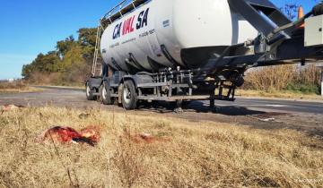 Imagen de Luján: un camión atropelló a 8 vacas en la Ruta 47 y vecinos las faenaron en plena madrugada