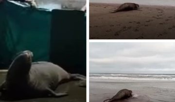 Imagen de General Lavalle: un elefante marino encontrado en La Plata regresó a su hábitat en la Reserva Natural Rincón de Ajó