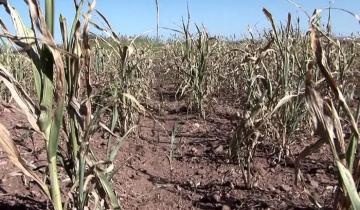 Imagen de Recomiendan declarar el estado de emergencia agropecuaria por sequía en Dolores, Chascomús y 11 municipios bonaerenses