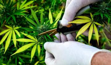 Imagen de Oficializan proyecto de investigación sobre el cultivo de cannabis para usos médicos