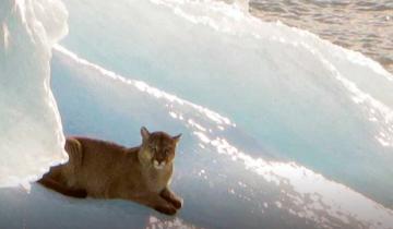 Imagen de Sorpresa: turistas grabaron a un puma recostado sobre un iceberg en Santa Cruz