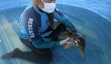 Imagen de Rescataron un cachorro de delfín franciscana que apareció en las playas de Costa del Este
