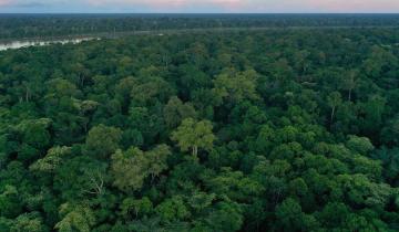 Imagen de 21 de marzo: por qué se celebra hoy el Día Internacional de los Bosques