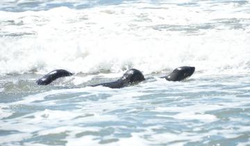 Imagen de ¡Historia feliz!: Volvió al mar un lobo marino rescatado por Fundación Mundo Marino