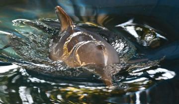 Imagen de San Clemente del Tuyú: piden colaboración para rehabilitar a un pequeño delfín Franciscana