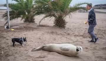 Imagen de Mar del Plata: una foca de la Antártida salió a descansar en la playa y después de varias horas volvió al mar