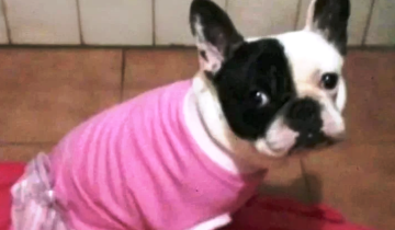 Imagen de Mar del Plata: condenan a una veterinaria a pagar más de $ 17 millones por la muerte de una perra