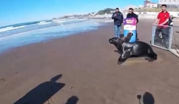 Imagen de Rescataron un lobo marino que había quedado atrapado en el túnel de una central eléctrica de Mar del Plata
