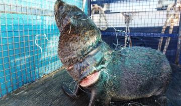 Imagen de Costa Atlántica: alertan por el aumento de casos de lobos marinos afectados por redes de pesca y zunchos plásticos