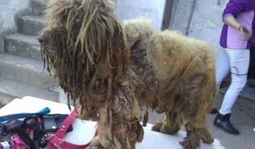 Imagen de Mirá el estado de abandono y maltrato animal de 13 caniches que fueron rescatados de un criadero clandestino