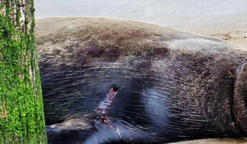 Imagen de Santa Teresita: murió el lobo marino que había sido rescatado con una herida de bala