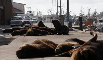 Imagen de Los lobos marinos se apropiaron del puerto de Mar del Plata