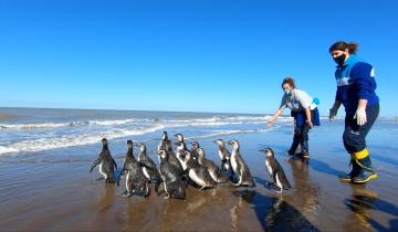 Imagen de San Clemente: regresaron al mar 14 pingüinos magallánicos para retomar su viaje migratorio