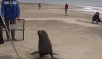 Imagen de Devolvieron al mar al lobo marino que apareció arriba de un auto en San Clemente