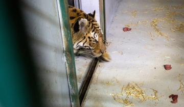 Imagen de Los tigres de Bengala rescatados en Balcarce llegaron a Jordania: cómo será el proceso adaptación a la vida silvestre