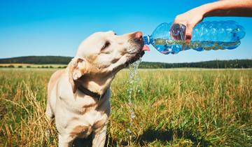 Imagen de Alerta amarillo: cómo cuidar a las mascotas para que no sufran un golpe de calor