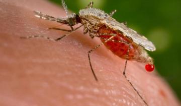 Imagen de Verano, calor y mosquitos: claves para evitar enfermedades de riesgo
