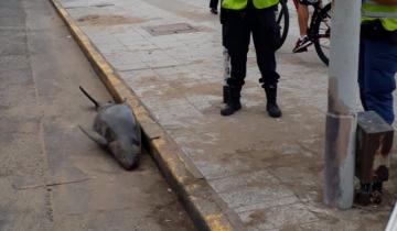 Imagen de Mar del Plata: apareció un delfín muerto sobre una vereda a 200 metros de la playa