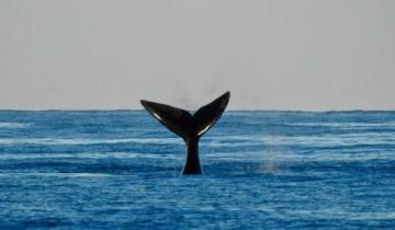 Imagen de Video: impresionante avistaje de una ballena en playas del sur marplatense
