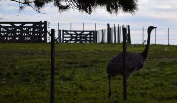 Imagen de Tandil: tras dos semanas perdido, el ñandú corredor volvió al campo donde vive